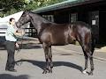 Bluegrass Bloodstock image 6