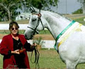 CHAZAR ARABIANS and PINTOS image 1
