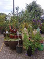 Cascade Garden Centre image 5