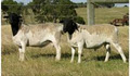 Cashdown Goats Partnership image 3