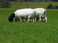 Cashdown Goats Partnership image 4