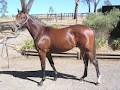 Chatham Thoroughbreds Pty Ltd image 3