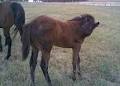Chatham Thoroughbreds Pty Ltd image 5