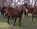 Chatham Thoroughbreds Pty Ltd image 6