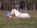 Coolebah Creek Quarter Horse and Quarter Pony Stud image 2