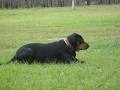 Coolebah Creek Quarter Horse and Quarter Pony Stud image 3