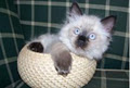 Craigdolls Ragdoll Cattery image 4