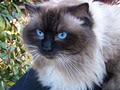 Craigdolls Ragdoll Cattery image 6