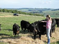 DP Park Australian Lowline Cattle Stud image 2