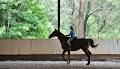 Dalson Park Indoor Equestrian Centre image 3