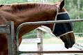 Dalson Park Indoor Equestrian Centre logo