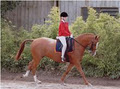 Danbury Park Equitation image 1