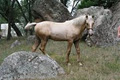 Dundee Tori Horse Stud image 1