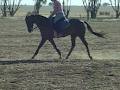 Equine Acupuncture Therapy logo