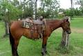 Foxcombe Park Quarter Horses image 4