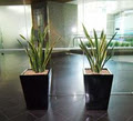 Gaddy's Indoor Plant Hire image 4