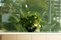 Gaddy's Indoor Plant Hire image 5