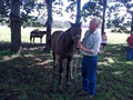 Gentle Solutions Horsemanship logo