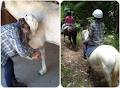 Glasshouse Mountains Riding School image 3