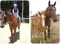 Glasshouse Mountains Riding School image 4