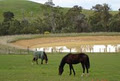 Glen Eden Thoroughbred Agistment image 2