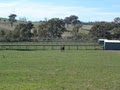 Glen Eden Thoroughbred Agistment image 3