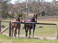 Glen Eden Thoroughbred Agistment image 4