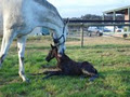 Glen Eden Thoroughbred Agistment image 6