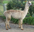 Glenavon Alpaca Stud image 2