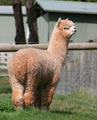 Glenavon Alpaca Stud image 3