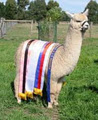 Glenavon Alpaca Stud image 4