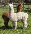 Glenavon Alpaca Stud image 6