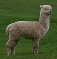 Glenavon Alpaca Stud logo