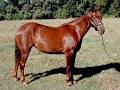 Glenmist Quarter Horse Stud image 3