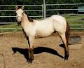 Glenmist Quarter Horse Stud image 6