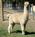 Gunnamatta Stud Alpacas image 2