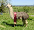 Gunnamatta Stud Alpacas image 3