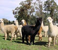 Gunnamatta Stud Alpacas image 4