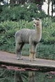 Gunnamatta Stud Alpacas logo