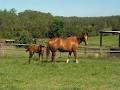 Gypsie Lodge Equestrian Centre image 3