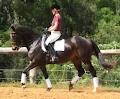 Gypsie Lodge Equestrian Centre image 4