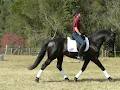 Gypsie Lodge Equestrian Centre image 6