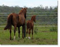 Harris Park Warmbloods logo