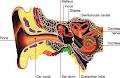 Hearing Loss Specialists | Balcatta Perth image 1