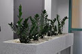 IEQ Indoor Plants image 4