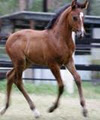 Jembrae Hanoverian & Performance Horses logo