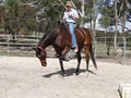 Jess's Horse Help image 3