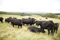 Keringle Organic Grass Fed Angus Beef Lancefield image 2