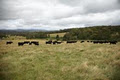 Keringle Organic Grass Fed Angus Beef Lancefield image 3