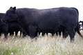 Keringle Organic Grass Fed Angus Beef Lancefield image 4